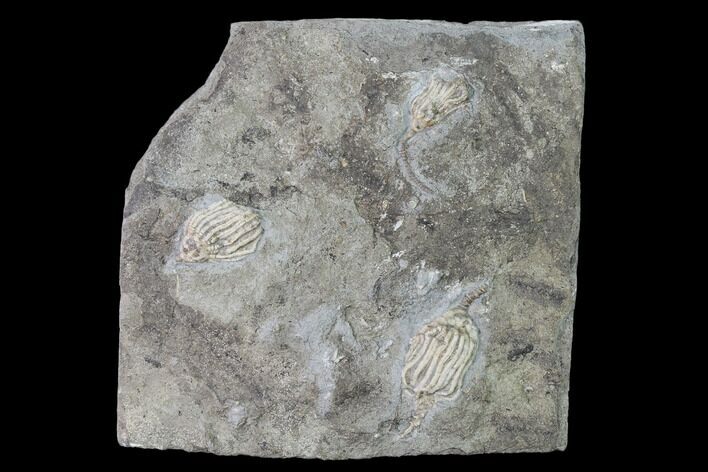 Three Fossil Crinoids (Eretmocrinus) - Gilmore City, Iowa #148690